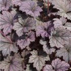 Heuchera 'Frosted Violet' / Tűzeső 1