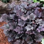 Heuchera 'Frosted Violet' / Tűzeső 2