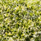 Arabis ferdinandi coburgii 'Old gold' / Macedón ikravirág 1
