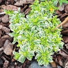 Arabis ferdinandi coburgii 'Old gold' / Macedón ikravirág 2