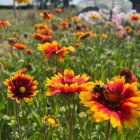Gaillardia 'African Sunset' / Kokárdavirág 1