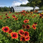 Gaillardia 'African Sunset' / Kokárdavirág 2