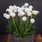 Armeria pseudarmeria 'Ballerina White' / Széleslevelű pázsitszegfű 1