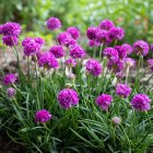 Armeria pseudarmeria 'Ballerina Lilac' / Széleslevelű pázsitszegfű 1