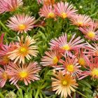 Delosperma 'Mesa verde' / Délvirág 1