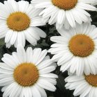 Leucanthemum 'Snow Lady' / Margaréta 1