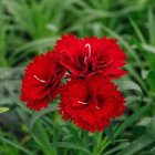 Dianthus caryophyllus ‘Code Bright Red’ / Kerti szegfű 1
