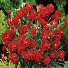 Dianthus caryophyllus ‘Code Bright Red’ / Kerti szegfű 1