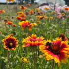 Gaillardia aristata 'Arizona Red Shades' / Kokárdavirág 1