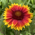 Gaillardia aristata 'Arizona Sun' / Kokárdavirág 1