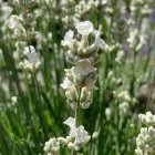 Lavandula angustifolia 'White Scent Early' / Levendula fehér 1
