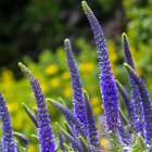 Veronica spicata 'Anniversary Blue' / Macskafarkú Veronika 1