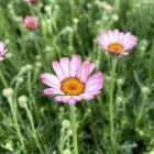 Rhodanthemum 'Marrakech' / Marokkói százszorszép 1
