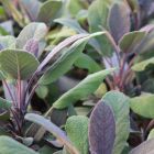 Salvia officinalis 'Purple Beauty' / Orvosi zsálya 1