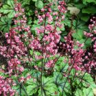 Heucherella 'Tapestry' / Turbáncső 1