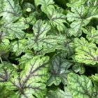 Heucherella 'Tapestry' / Turbáncső 2