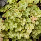 Heuchera 'Ginger Ale' / Tűzeső 1