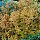 Heuchera 'Ginger Ale' / Tűzeső 2