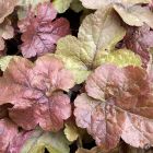 Heucherella 'Pop Art' / Turbáncső 1
