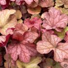 Heuchera 'Coral berry' / Tűzeső 1