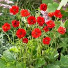 Geum chiloense 'Mrs Bradshaw' / Gyömbérgyökér 1