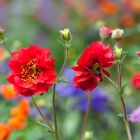 Geum chiloense 'Mrs Bradshaw' / Gyömbérgyökér 2