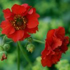Geum chiloense 'Mrs Bradshaw' / Gyömbérgyökér 3