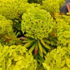 Euphorbia x martinii 'Walberton's Little Treasure' / Kutyatej 1