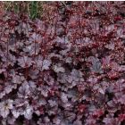 Heuchera 'Plum Pudding' / Tűzeső 1