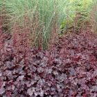 Heuchera 'Plum Pudding' / Tűzeső 2