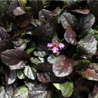 Ajuga 'Midnight mystery' / Indás ínfű 1
