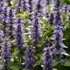 Ajuga reptans 'Atropurpurea' / Indás ínfű 1