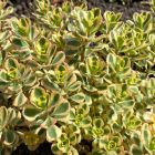 Sedum spurium 'What a Doozie' / Kaukázusi varjúháj 1