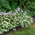 Hosta 'Patriot' / Árnyékliliom 1