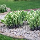 Hosta 'Patriot' / Árnyékliliom 2