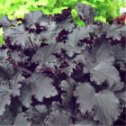 Heuchera 'Binoche' / Tűzeső 1