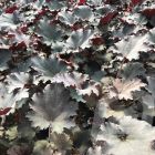 Heuchera 'Binoche' / Tűzeső 2