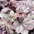 Heuchera 'Grape Timeless' / Tűzeső 1