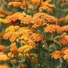 Achillea millefolium 'Milly Rock Yellow Terracotta' / Közönséges cickafark 1
