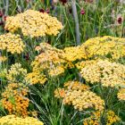 Achillea millefolium 'Milly Rock Yellow Terracotta' / Közönséges cickafark 1