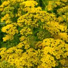 Achillea millefolium 'Milly Rock Yellow Terracotta' / Közönséges cickafark 2