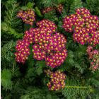 Achillea millefolium 'Milly Rock Cherry' / Közönséges cickafark 1