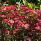 Achillea millefolium 'Milly Rock Cherry' / Közönséges cickafark 2