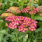 Achillea millefolium 'Milly Rock Cherry' / Közönséges cickafark 3