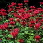 Monarda 'Fireball' / Méhbalzsam 1