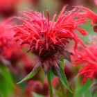 Monarda 'Fireball' / Méhbalzsam 2