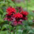 Monarda 'Fireball' / Méhbalzsam 3