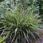 Carex morrowii ssp. foliosissima 'Ice Dance' / Tarka sás 1
