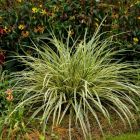 Carex oshimensis 'Evergold' / Tarka  sás 1