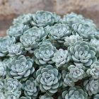 Sedum spathulifolium 'Cape Blanco' / Varjúháj 2